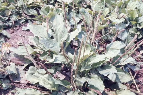 オオバコの画像