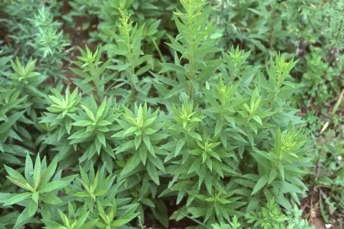 セイタカアワダチソウの画像