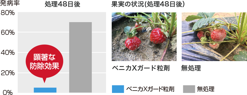 いちご(果実)のうどんこ病に対する予防効果 棒グラフ 資料