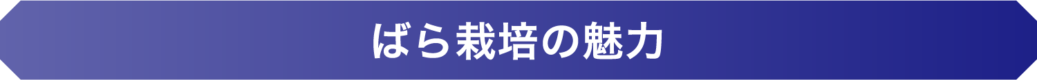 ばら栽培の魅力