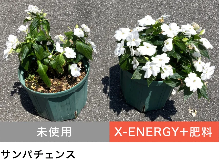 サンパチェンス